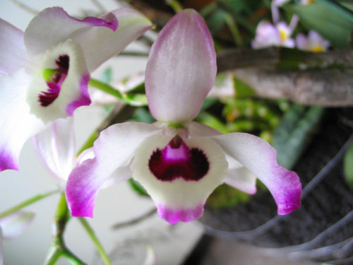 ����ҡҷ�Ķ���