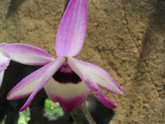 ����ҡҷ�Ķ���