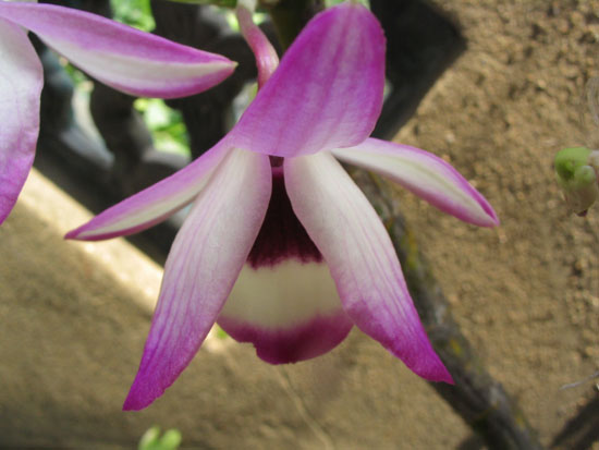 ����ҡҷ�Ķ���