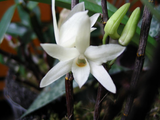 ����ҡҷ�Ķ���