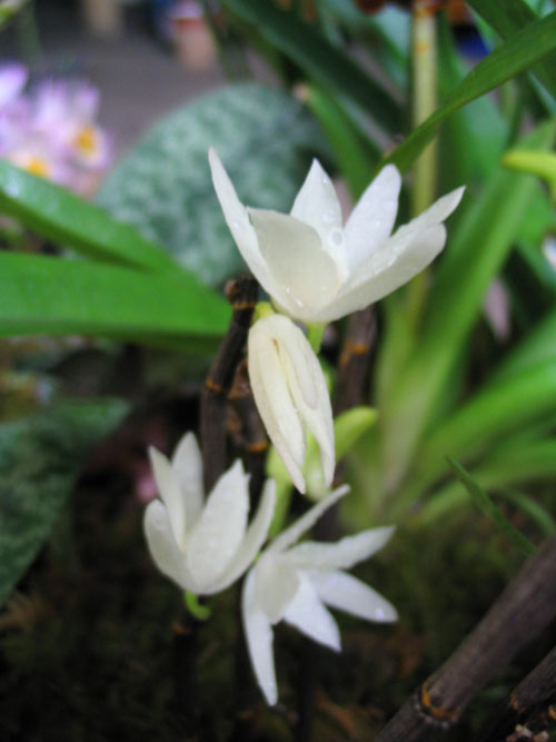 ����ҡҷ�Ķ���