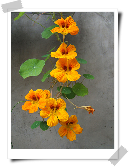 ��������~~�ذ꺵����