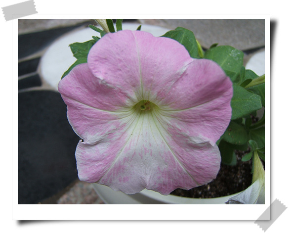 ��������~~�ذ꺵����