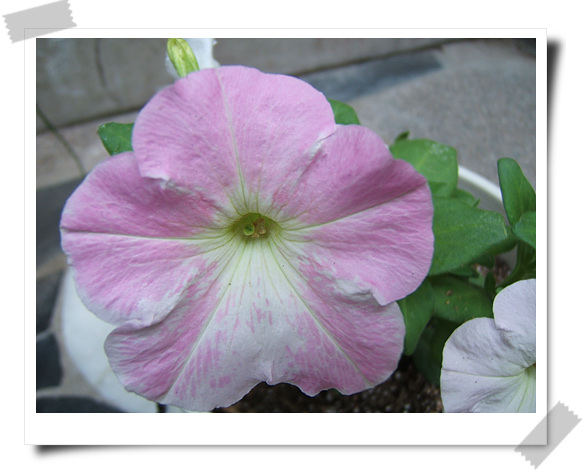 ��������~~�ذ꺵����