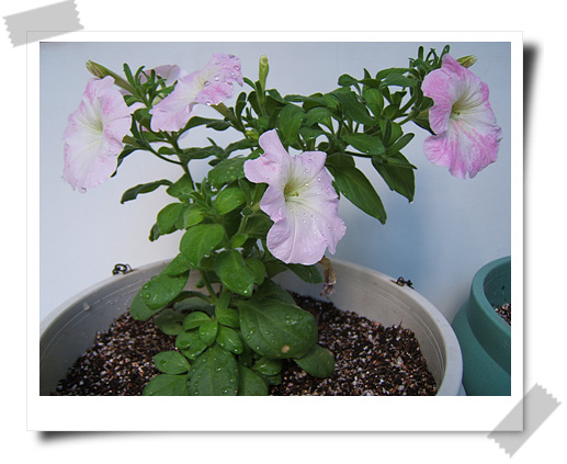 ��������~~�ذ꺵����