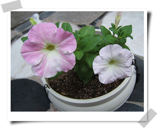 ��������~~�ذ꺵����