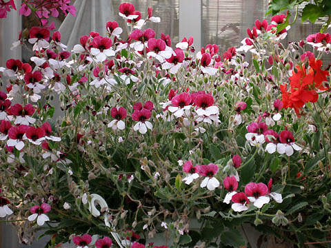 �����ķ���,���ÿ�(�°���ɫ�����ÿ����׻�������ÿ�P4)