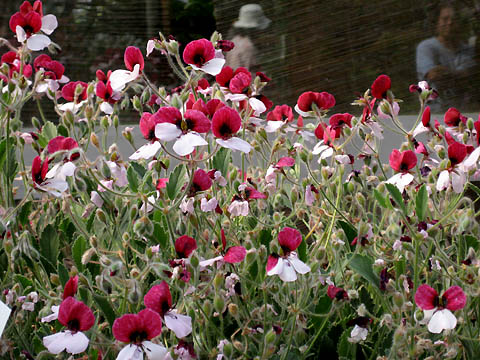 �����ķ���,���ÿ�(�°���ɫ�����ÿ����׻�������ÿ�P4)