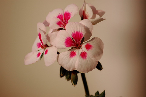 �����ķ���,���ÿ�(���մ�2006����Ʒ����������P4)