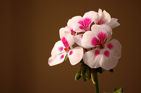 �����ķ���,���ÿ�(���մ�2006����Ʒ����������P4)