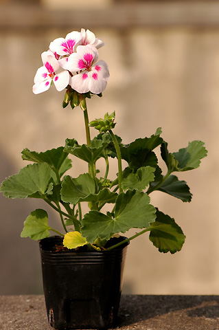 �����ķ���,���ÿ�(���մ�2006����Ʒ����������P4)