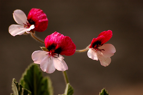 �����ķ���,���ÿ�(���մ�2006����Ʒ����������P4)