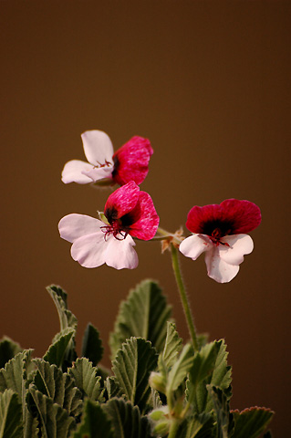 �����ķ���,���ÿ�(���մ�2006����Ʒ����������P4)