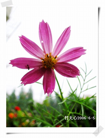 ��ɫ��˹��~P2,����õ��ɫ..