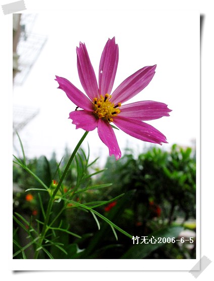 ��ɫ��˹��~P2,����õ��ɫ..