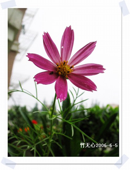 ��ɫ��˹��~P2,����õ��ɫ..