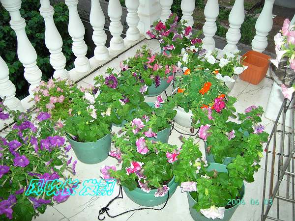 ����24�ո���ţ����һ���»�ɫ5.30��ţţ�ֿ��»�ɫ