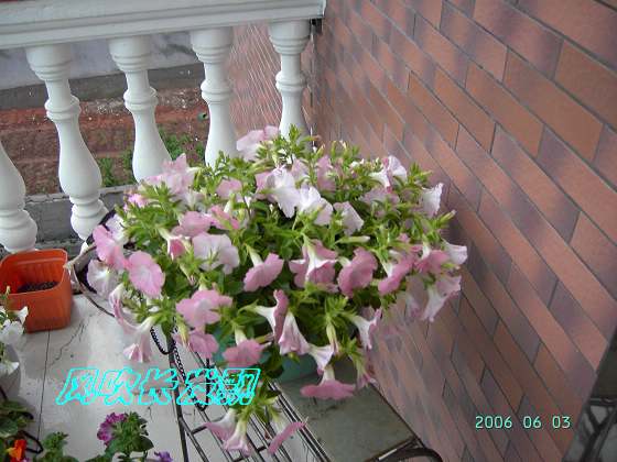 ����24�ո���ţ����һ���»�ɫ5.30��ţţ�ֿ��»�ɫ