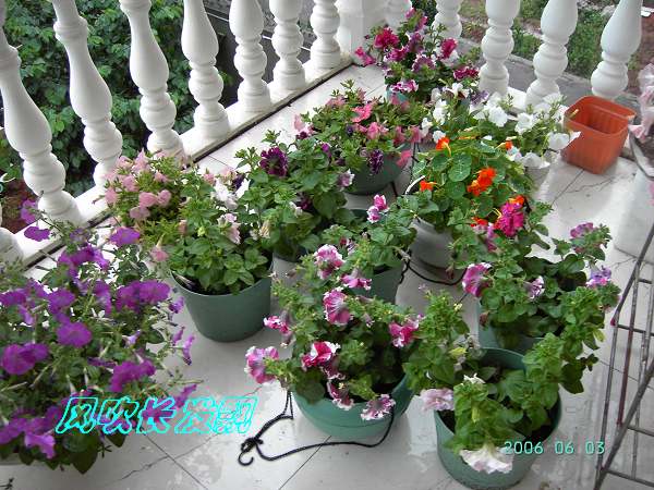 ����24�ո���ţ����һ���»�ɫ5.30��ţţ�ֿ��»�ɫ