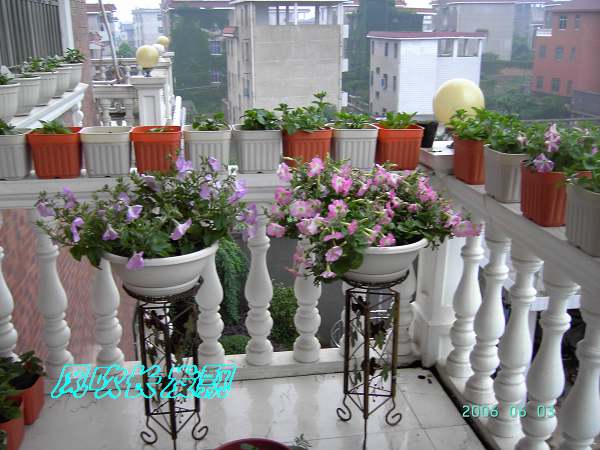 ����24�ո���ţ����һ���»�ɫ5.30��ţţ�ֿ��»�ɫ