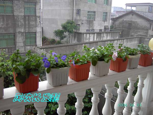 ����24�ո���ţ����һ���»�ɫ5.30��ţţ�ֿ��»�ɫ