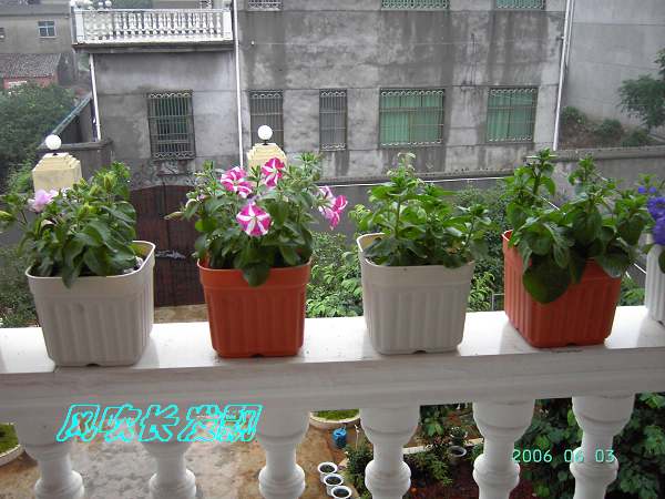 ����24�ո���ţ����һ���»�ɫ5.30��ţţ�ֿ��»�ɫ