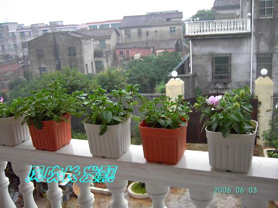 ����24�ո���ţ����һ���»�ɫ5.30��ţţ�ֿ��»�ɫ