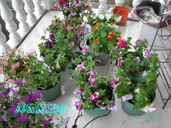 ����24�ո���ţ����һ���»�ɫ5.30��ţţ�ֿ��»�ɫ