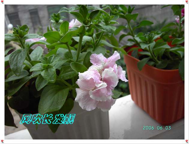 ����24�ո���ţ����һ���»�ɫ5.30��ţţ�ֿ��»�ɫ