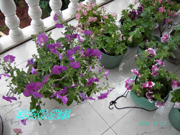 ����24�ո���ţ����һ���»�ɫ5.30��ţţ�ֿ��»�ɫ