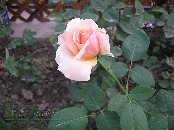 ���伯------�ҵ��¼���԰