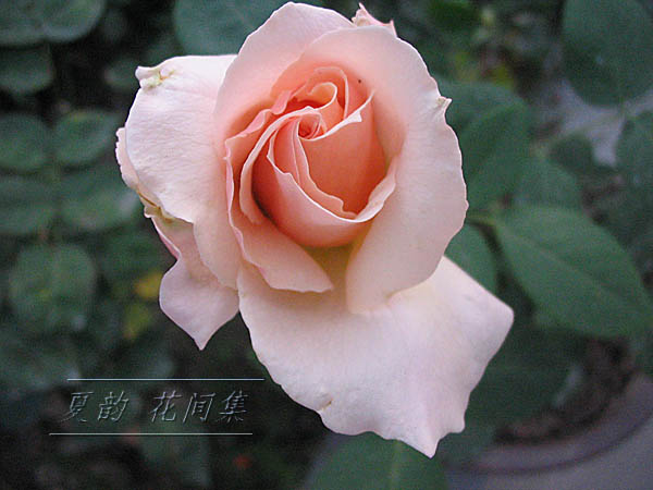 ���伯------�ҵ��¼���԰