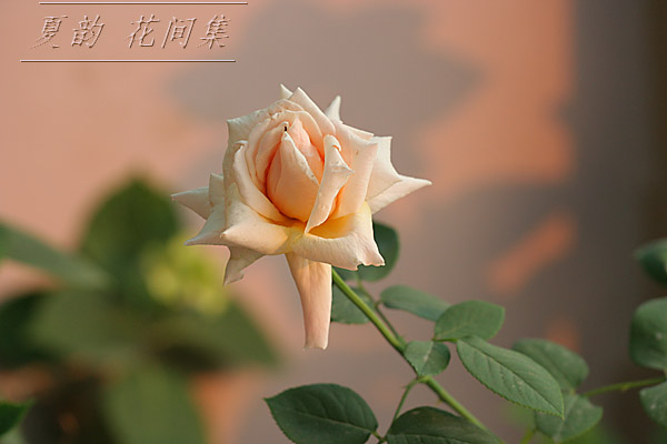 ���伯------�ҵ��¼���԰