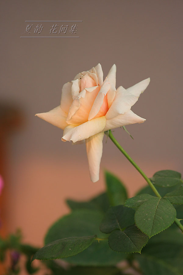 ���伯------�ҵ��¼���԰