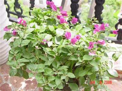 ������̨�ϵ�Ҷ�ӻ�������÷��