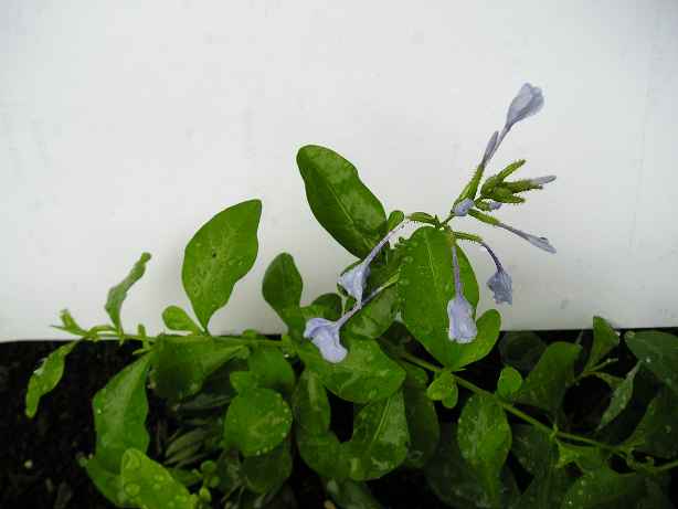 ��ѩ����ѩ��