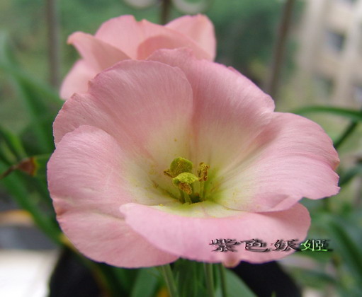 06��Ļ�~~���ֲݣУ�