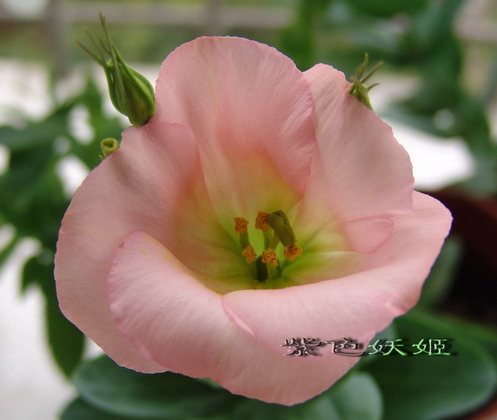 06��Ļ�~~���ֲݣУ�