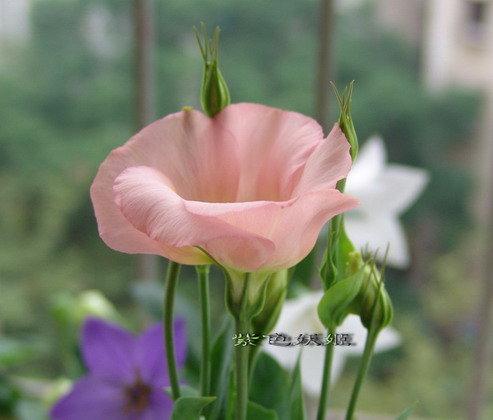 06��Ļ�~~���ֲݣУ�