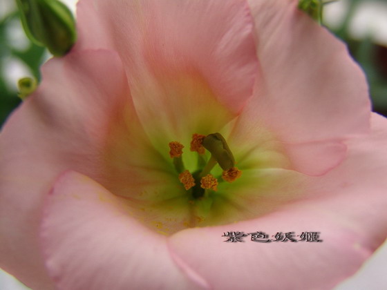 06��Ļ�~~���ֲݣУ�