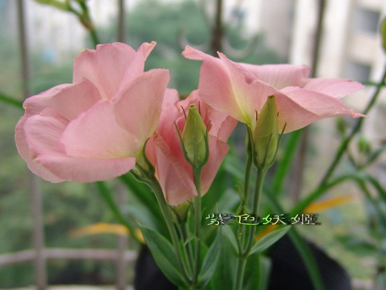 06��Ļ�~~���ֲݣУ�