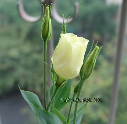 06��Ļ�~~���ֲݣУ�