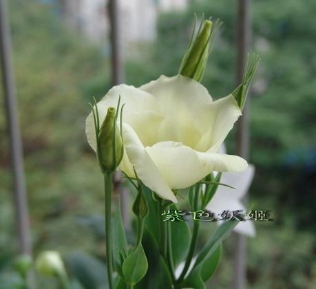 06��Ļ�~~���ֲݣУ�