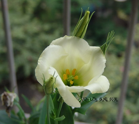 06��Ļ�~~���ֲݣУ�