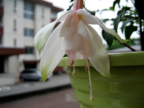 �����ĵ��ҽ����л��Ƕ���(6��5�Ÿ���)