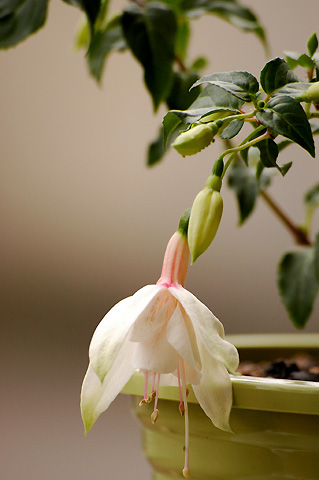 �����ĵ��ҽ����л��Ƕ���(6��5�Ÿ���)