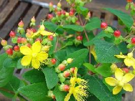 ��˿��&��˿÷