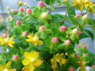 ��˿��&��˿÷