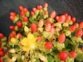 ��˿��&��˿÷