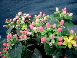 ��˿��&��˿÷